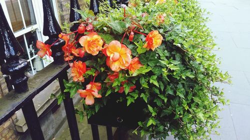 Close-up of orange flowering plant against window