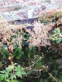 High angle view of plants
