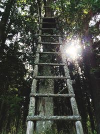 Low angle view of trees