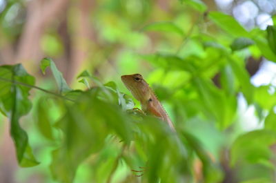Close-up of a lizard on plant