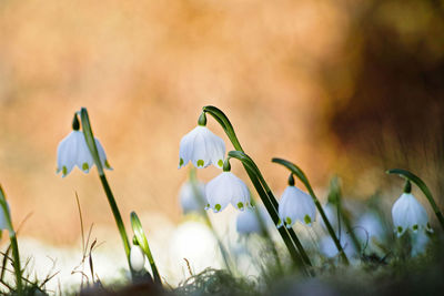 Close-up of flowering plants on field