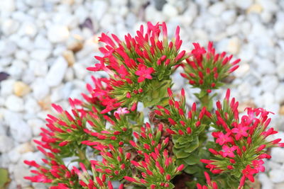Close-up of red flowers