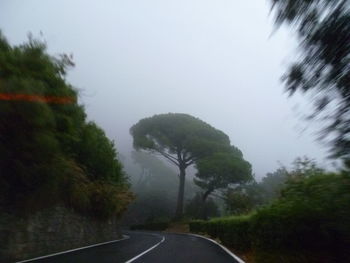 Road passing through trees