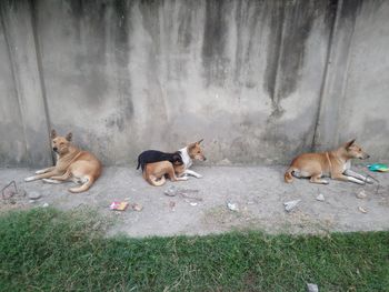 View of a cats on the ground