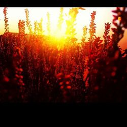 Plants growing at sunset