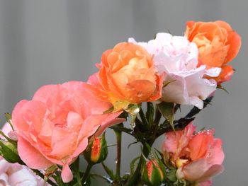 Close-up of wet roses blooming outdoors