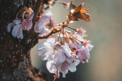 Close-up of cherry blossom