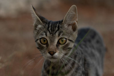 Close-up portrait of cat