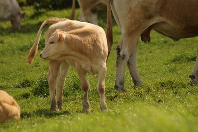 Cow grazing on field