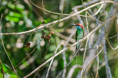 Bird perching on a branch