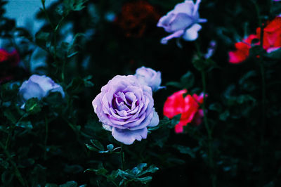 Close-up of rose blooming outdoors