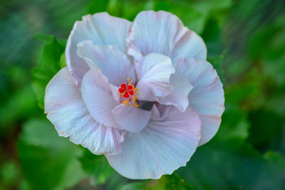 Close-up of hibiscus plant