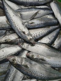 Full frame shot of fish for sale in market