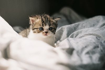 Portrait of kitten relaxing on bed