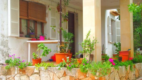 Potted plants outside house