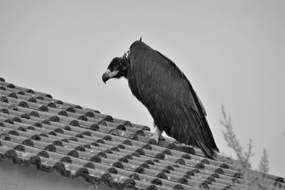 Low angle view of bird on roof against clear sky