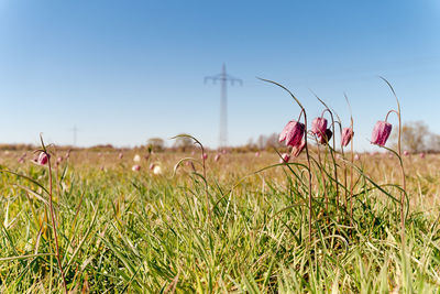 Field full o flowering purple chequered lily, fritillaria meleagris or snake's head fritillary.