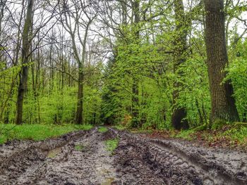 Footpath passing through forest