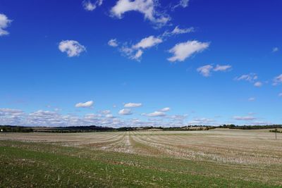 Scenic view of agricultural field against blue sky