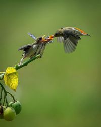 Close-up of bird flying