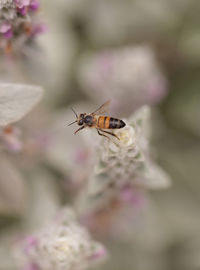 Close-up of insect on flower