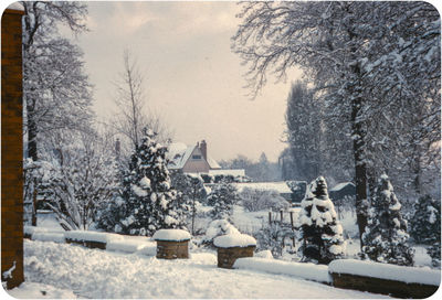 Snow covered trees in winter