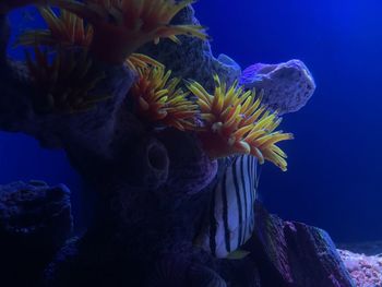 sea