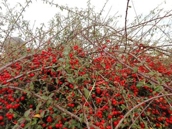 Low angle view of red flowers