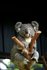 Portrait of sheep holding stick