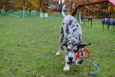 Dog on grass