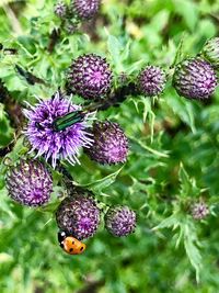 Close-up of purple flowering plant