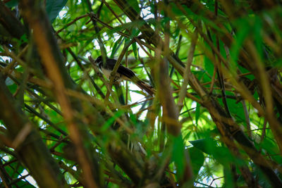 Low angle view of bird on tree