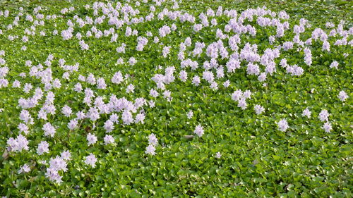 Close-up of white flowering plants on field