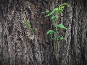 Close-up of tree trunk