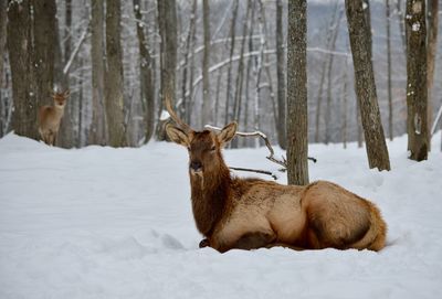 Deer in forest during winter