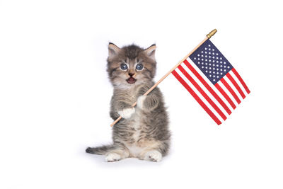 Cat sitting on a white background