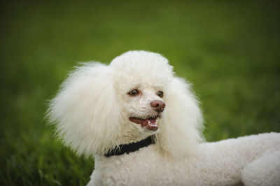 Close-up of a dog looking away