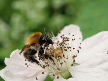 Close-up of bee on white flower