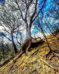 Low angle view of bare trees against sky