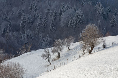 Snow covered land and trees in forest