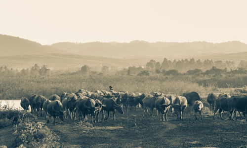 Horses in a field