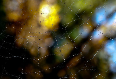 Close-up of water drops on spider web