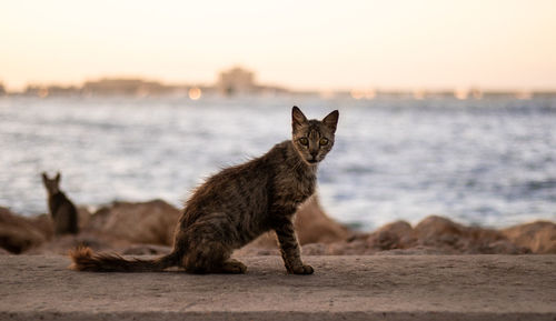 Cat looking away on sea during sunset