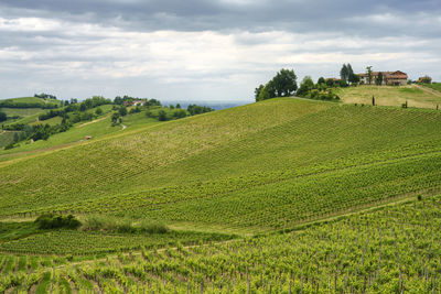 Scenic view of agricultural field against sky