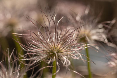 Close-up of dried plant on field