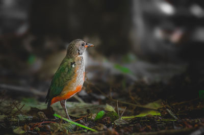 Close-up of bird perching on a field