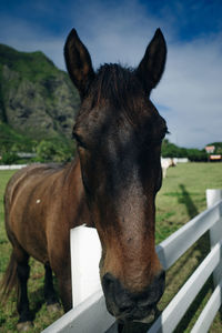 Close-up of horse