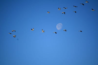 Flock of birds flying against clear blue sky