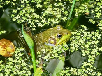 Close-up of frog on plant