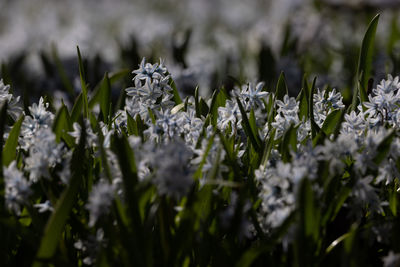 Close-up of purple flowering plants on field